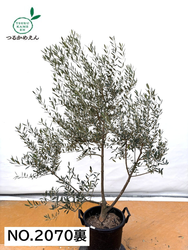 NEWネバディロブランコ（オリーブの木）｜XLサイズ｜NO.2070｜約170cm