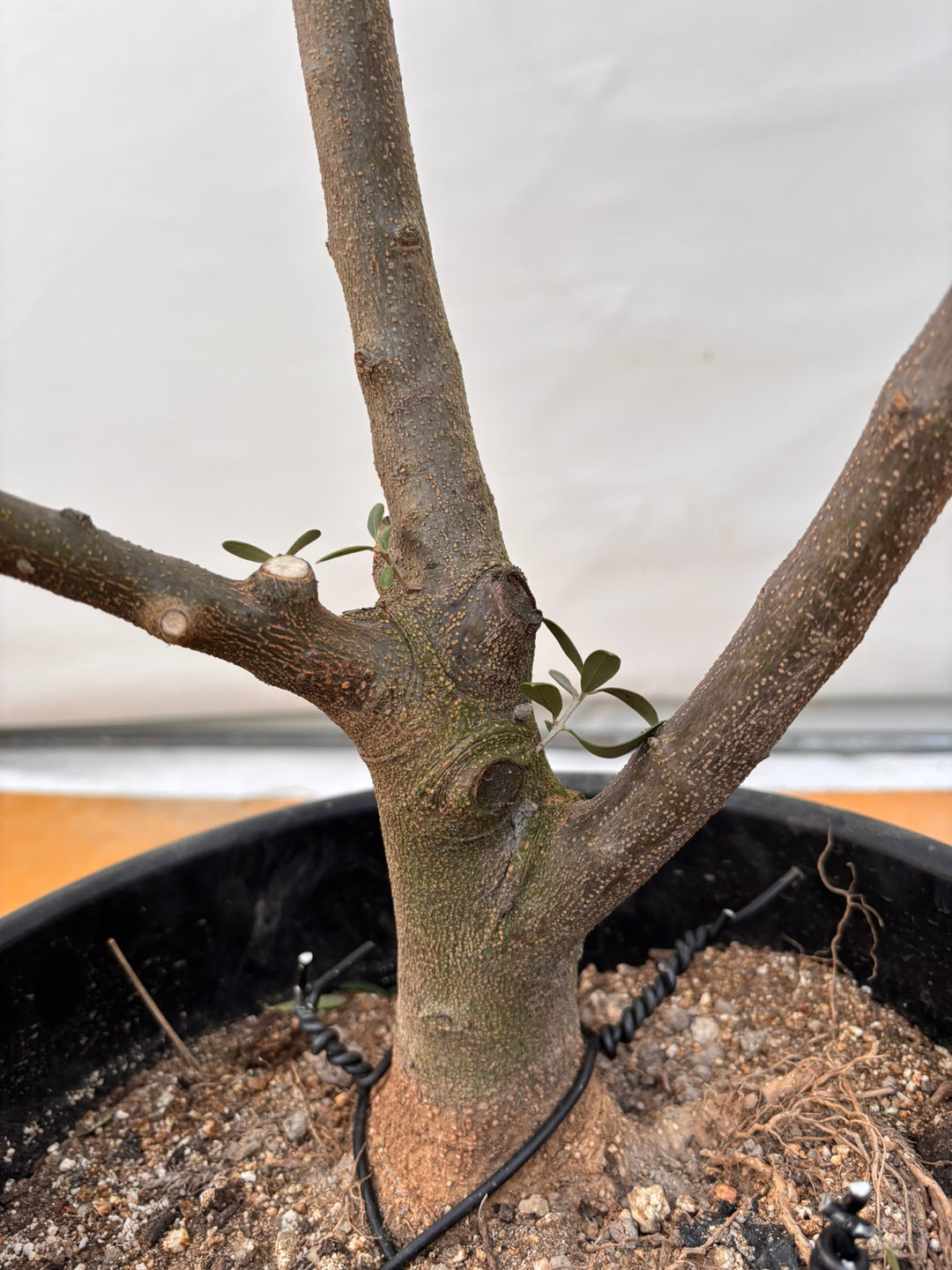 NEWネバディロブランコ（オリーブの木）｜XLサイズ｜NO.2070｜約170cm