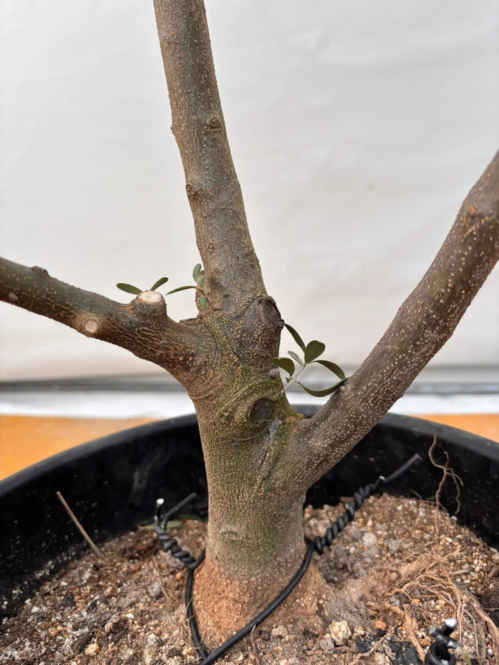 NEWネバディロブランコ（オリーブの木）｜XLサイズ｜NO.2070｜約170cm