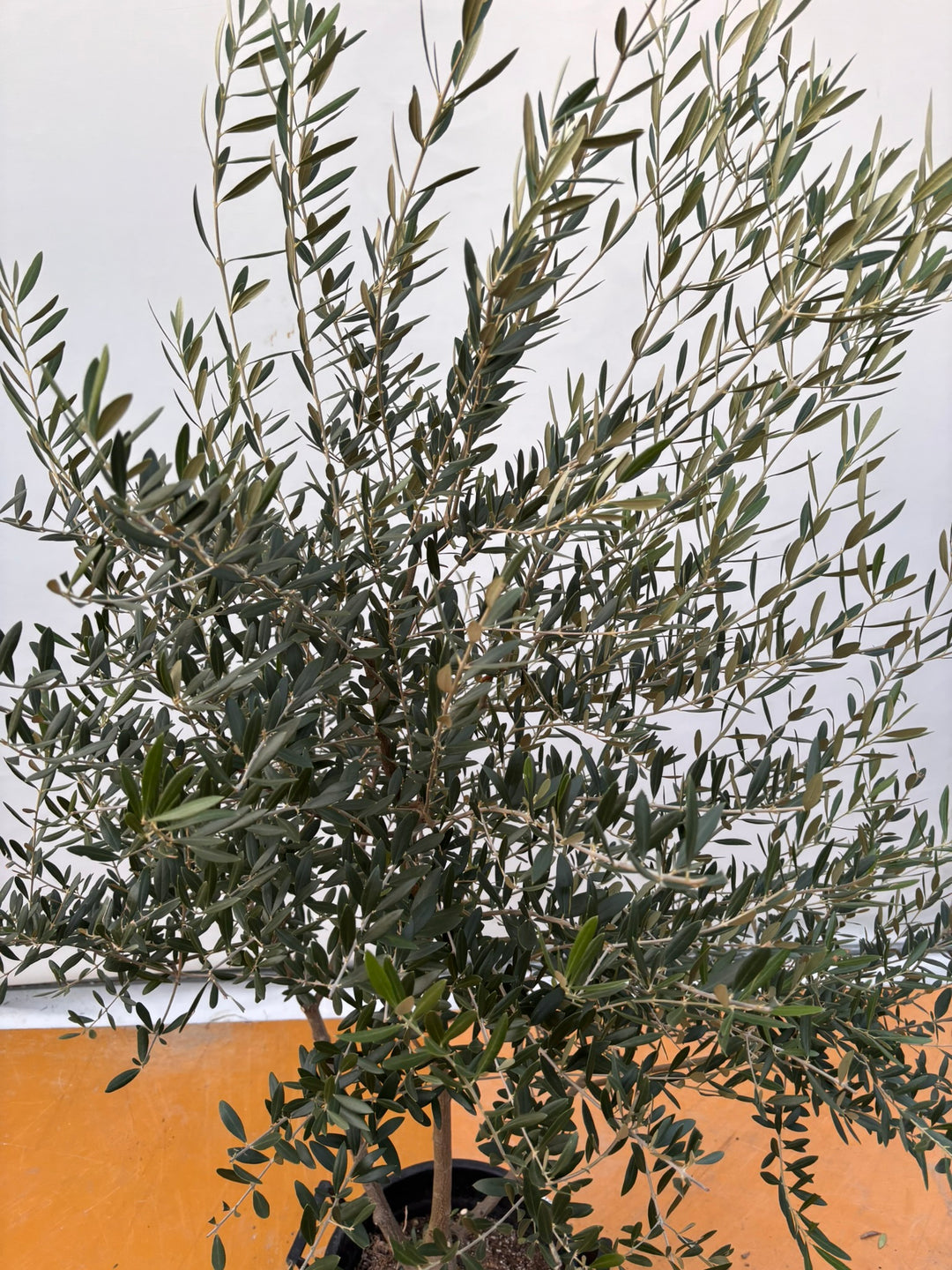 NEWネバディロブランコ（オリーブの木）｜XLサイズ｜NO.2070｜約170cm