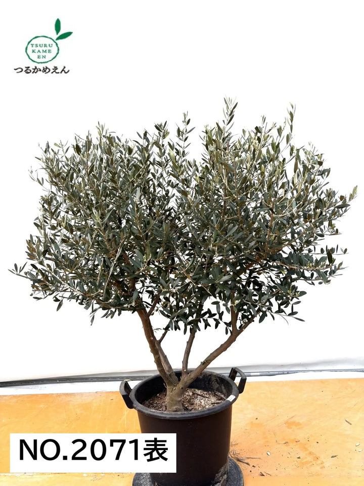 NEWネバディロブランコ（オリーブの木）｜XLサイズ｜No.2071｜約130cm