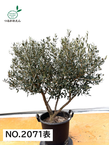 NEWネバディロブランコ（オリーブの木）｜XLサイズ｜No.2071｜約130cm｜人気・開帳型・大型商品