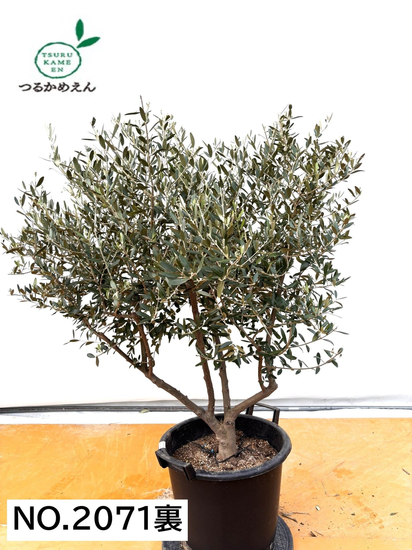 NEWネバディロブランコ（オリーブの木）｜XLサイズ｜No.2071｜約130cm｜人気・開帳型・大型商品