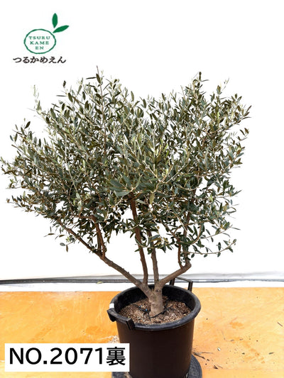 NEWネバディロブランコ（オリーブの木）｜XLサイズ｜No.2071｜約130cm｜人気・開帳型・大型商品