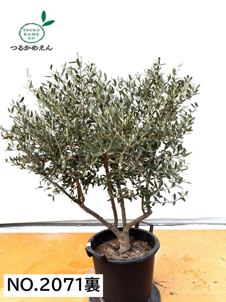 NEWネバディロブランコ（オリーブの木）｜XLサイズ｜No.2071｜約130cm