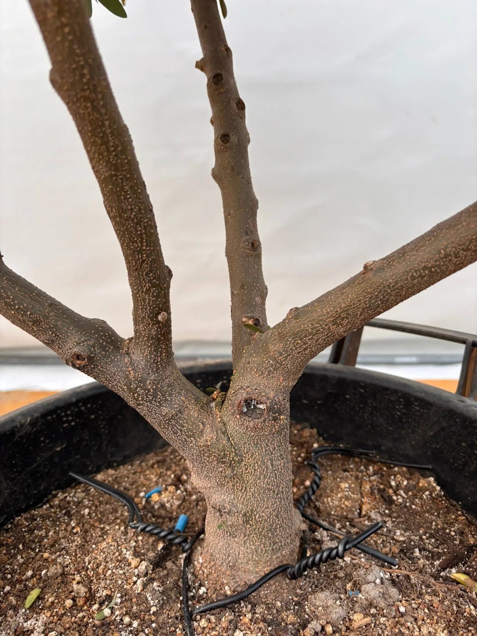 オリーブの木 ネバディロブランコ 約130cm NO.2071 大型 人気 現品 NEW