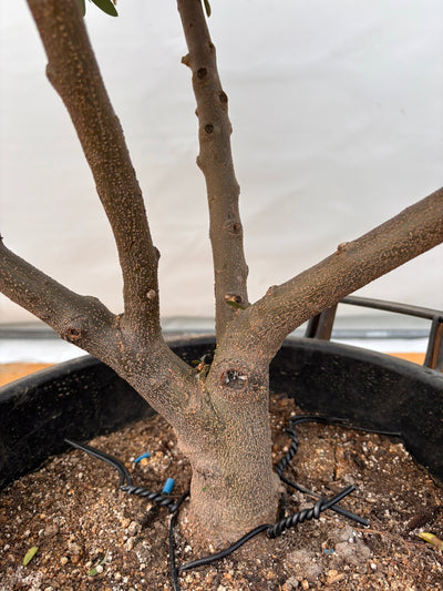 NEWネバディロブランコ（オリーブの木）｜XLサイズ｜No.2071｜約130cm｜人気・開帳型・大型商品