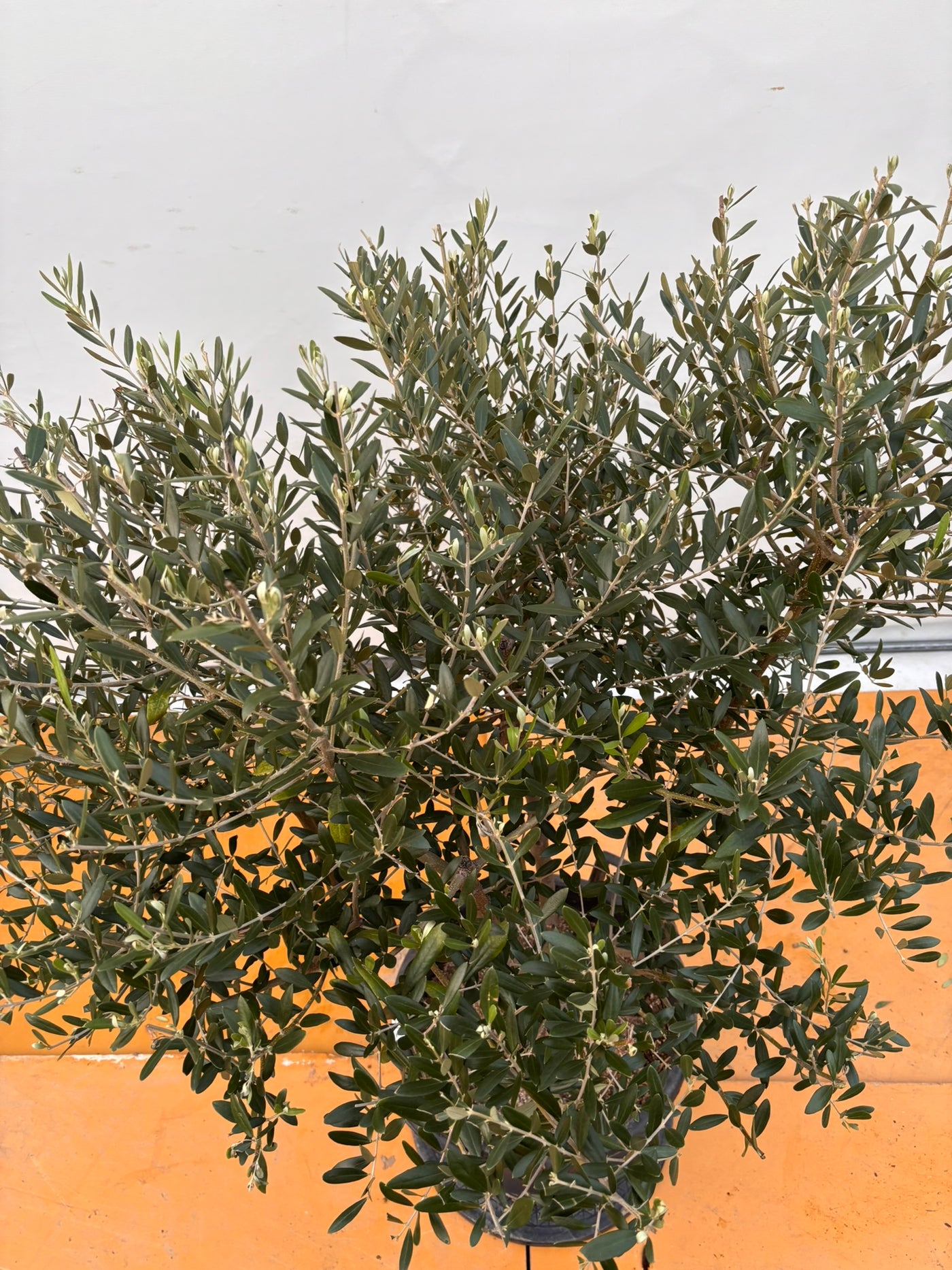 NEWネバディロブランコ（オリーブの木）｜XLサイズ｜No.2071｜約130cm｜人気・開帳型・大型商品