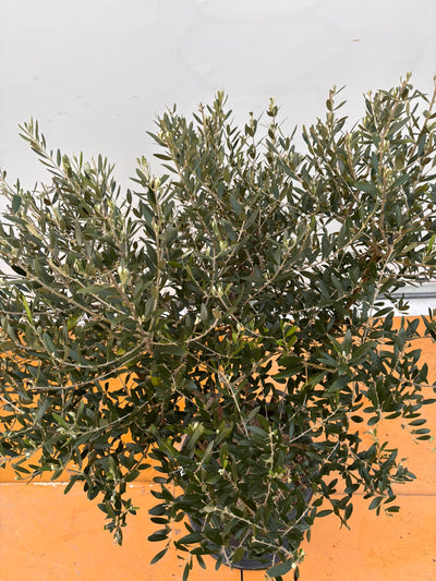 NEWネバディロブランコ（オリーブの木）｜XLサイズ｜No.2071｜約130cm｜人気・開帳型・大型商品