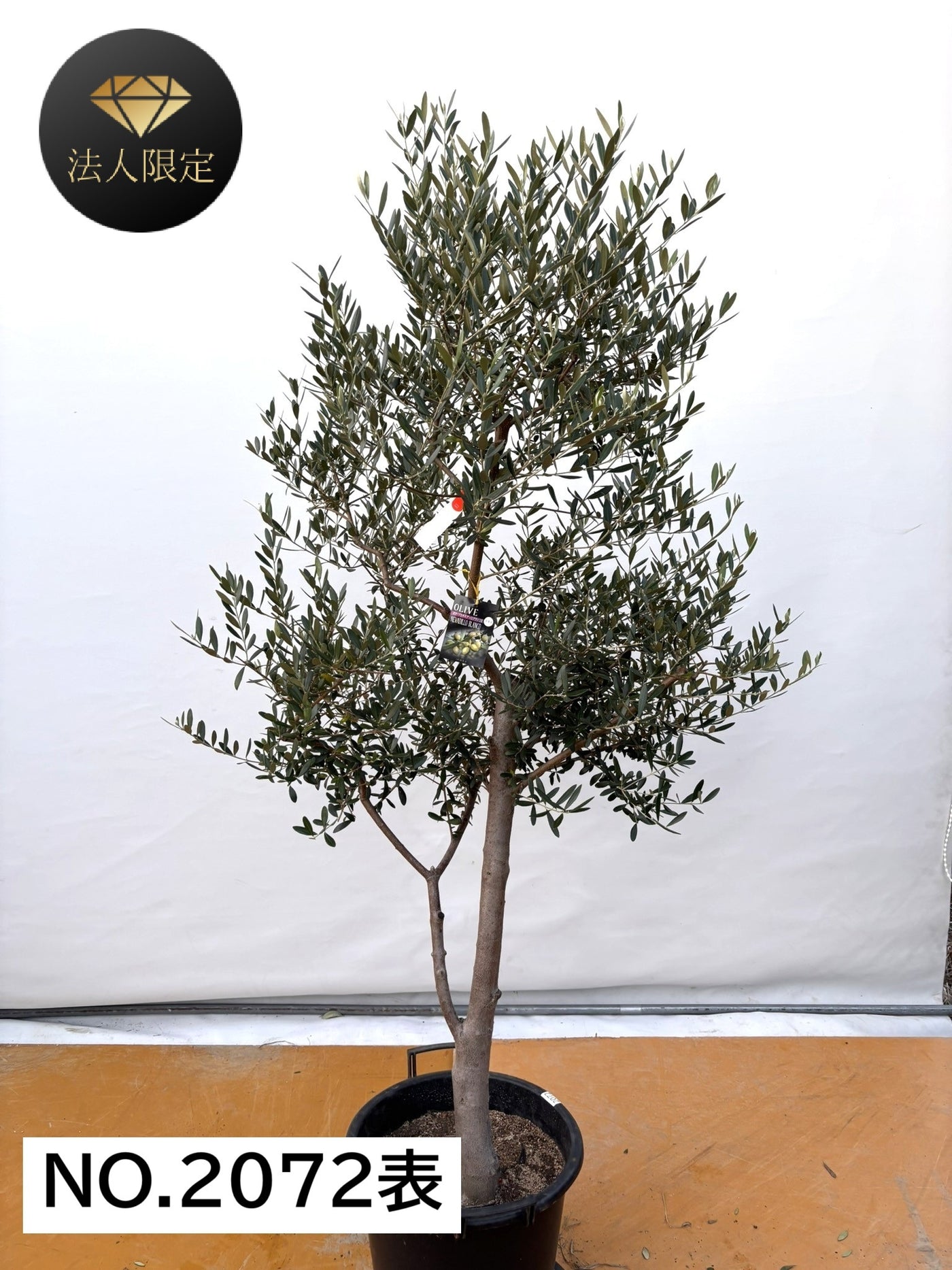 NEW【法人限定】ネバディロブランコ（オリーブの木）｜XLサイズ｜NO.2072｜約190cm｜人気・開帳型