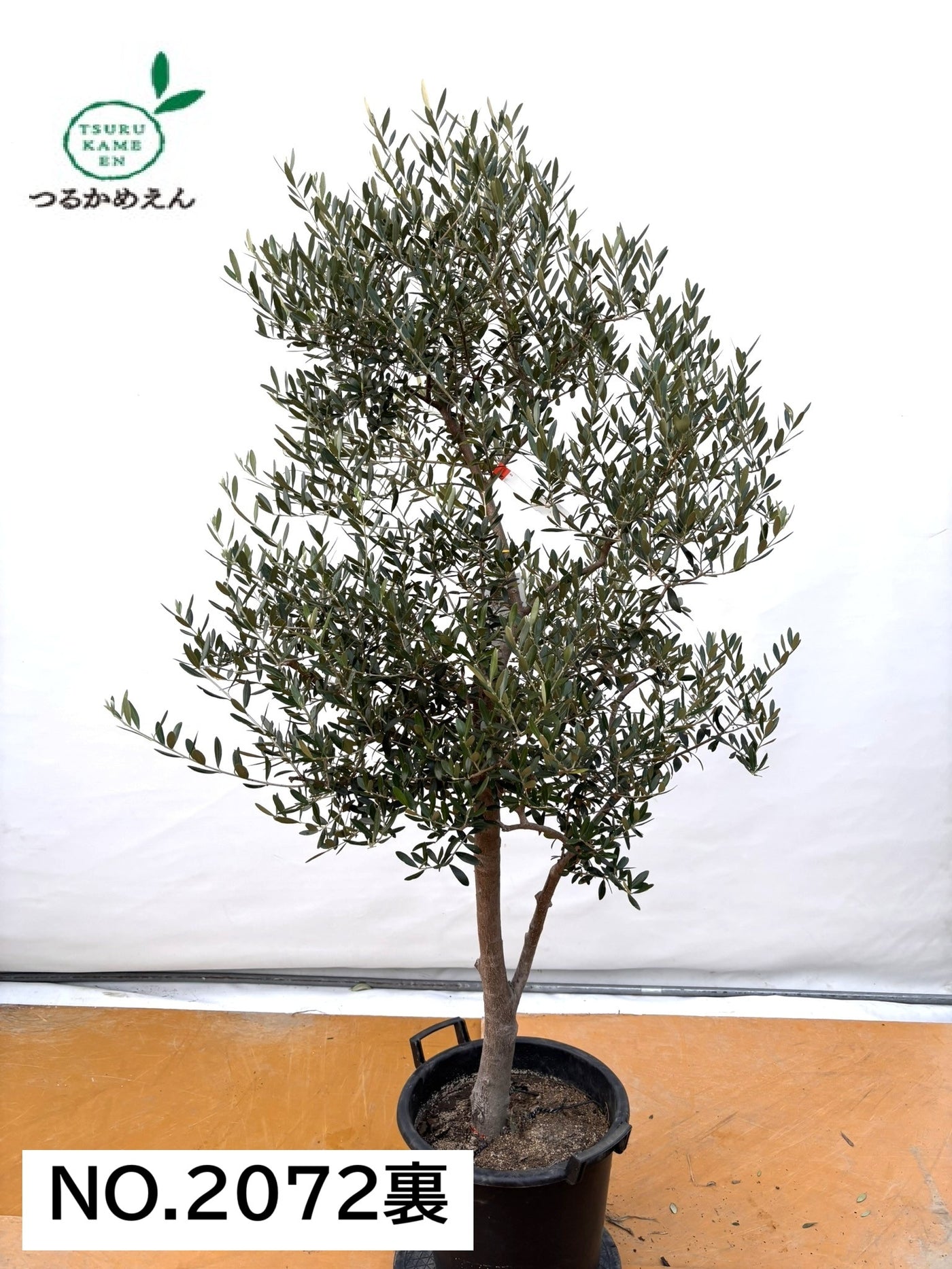 NEW【法人限定】ネバディロブランコ（オリーブの木）｜XLサイズ｜NO.2072｜約190cm｜人気・開帳型