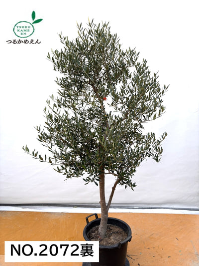 NEW【法人限定】ネバディロブランコ（オリーブの木）｜XLサイズ｜NO.2072｜約190cm｜人気・開帳型