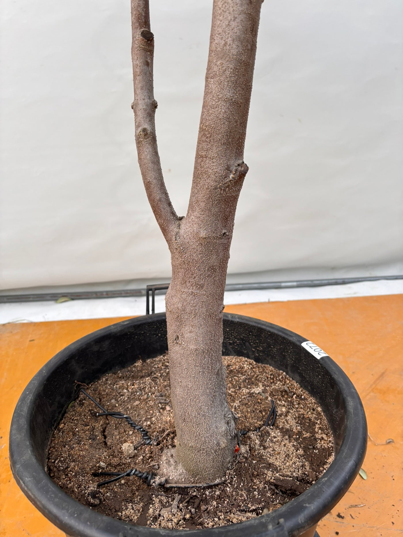 NEW【法人限定】ネバディロブランコ（オリーブの木）｜XLサイズ｜NO.2072｜約190cm｜人気・開帳型