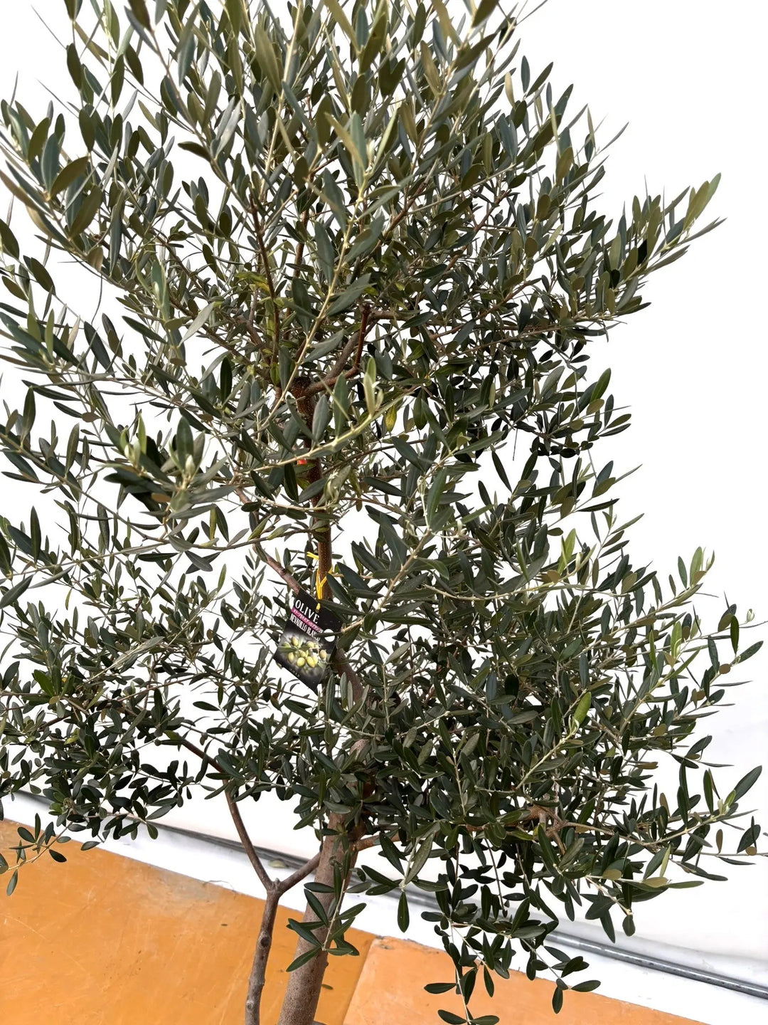 NEW【法人限定】ネバディロブランコ（オリーブの木）｜XLサイズ｜NO