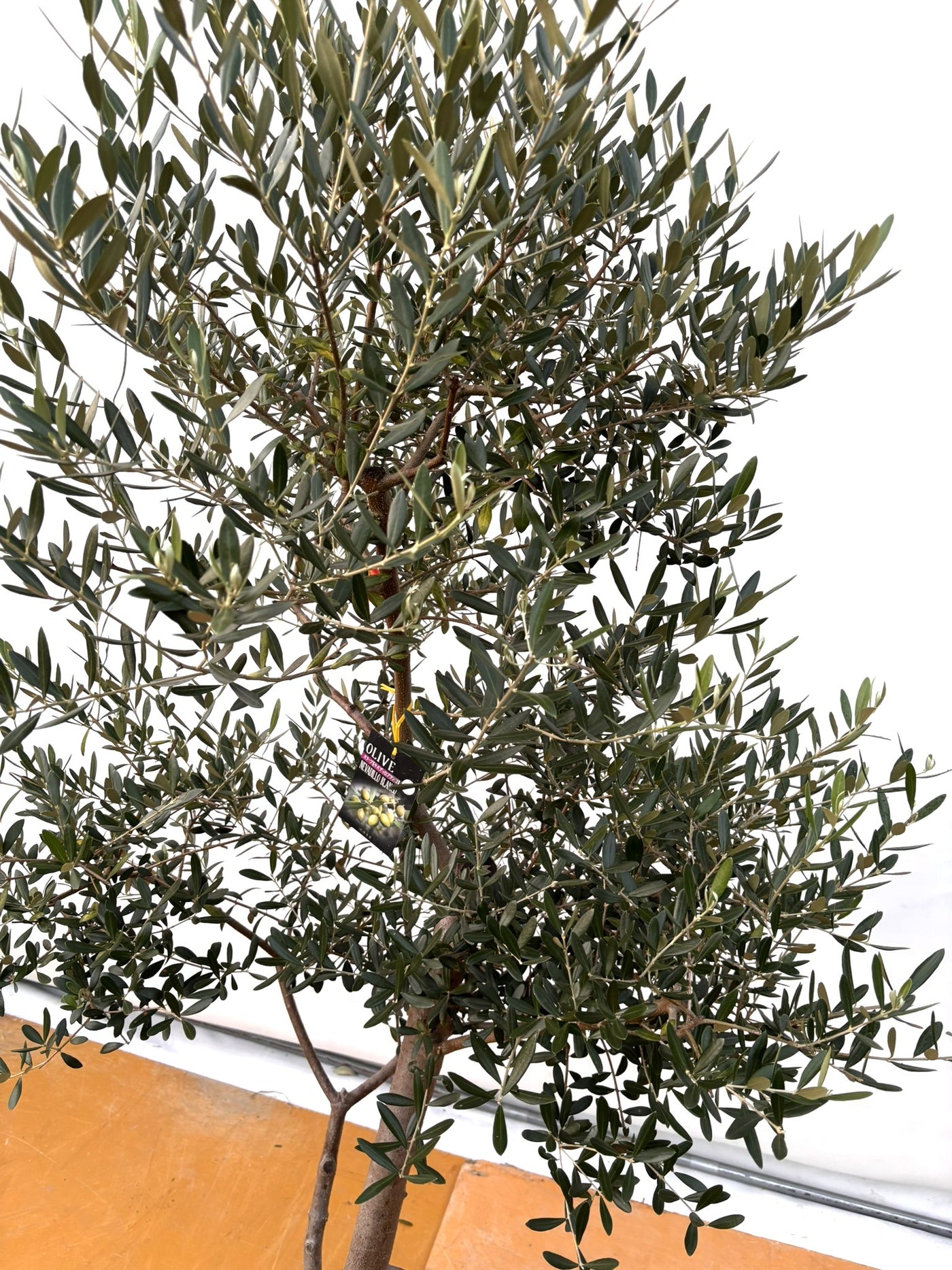 NEW【法人限定】ネバディロブランコ（オリーブの木）｜XLサイズ｜NO.2072｜約190cm｜人気・開帳型