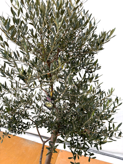 NEW【法人限定】ネバディロブランコ（オリーブの木）｜XLサイズ｜NO.2072｜約190cm｜人気・開帳型