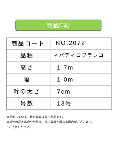 NEW【法人限定】ネバディロブランコ（オリーブの木）｜XLサイズ｜NO.2072｜約190cm｜人気・開帳型