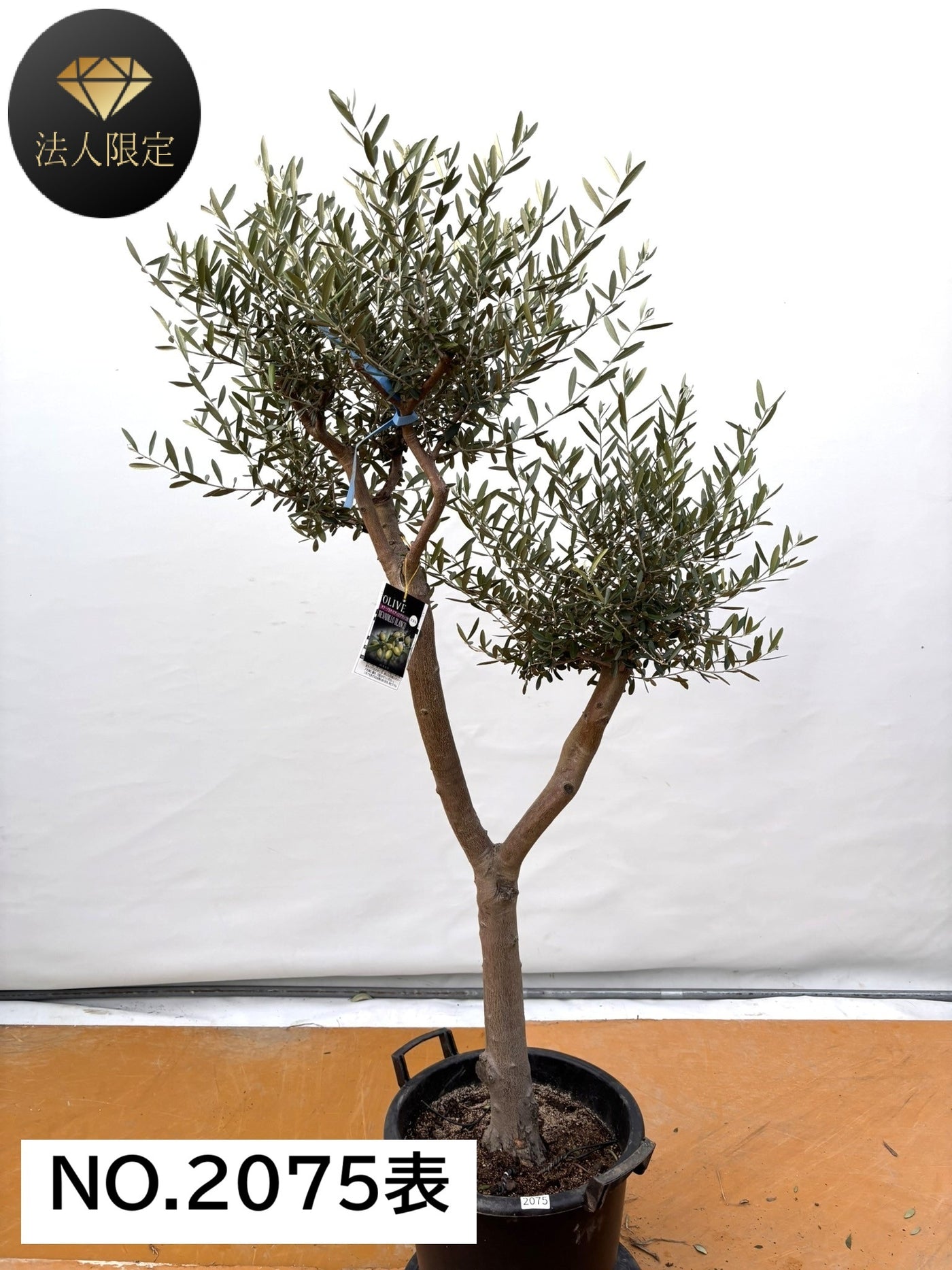 NEW【法人限定】ネバディロブランコ（オリーブの木）｜XLサイズ｜NO.2075｜約170cm｜人気・開帳型