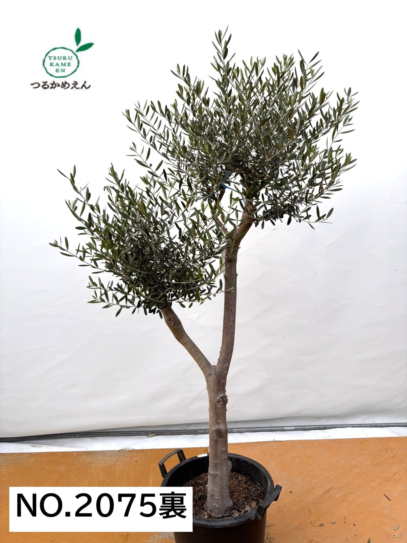 NEW【法人限定】ネバディロブランコ（オリーブの木）｜XLサイズ｜NO.2075｜約170cm｜人気・開帳型