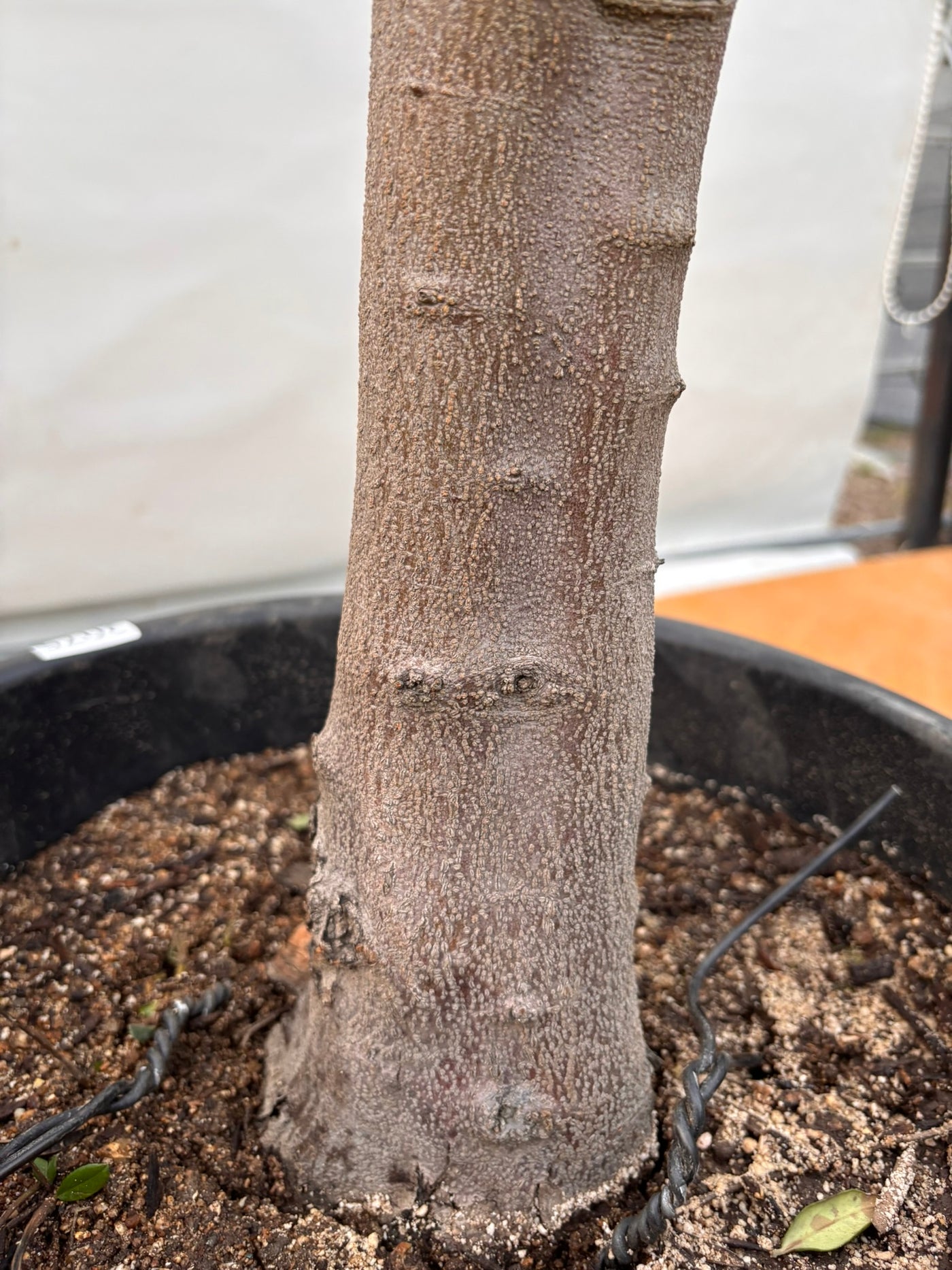 NEW【法人限定】ネバディロブランコ（オリーブの木）｜XLサイズ｜NO.2075｜約170cm｜人気・開帳型