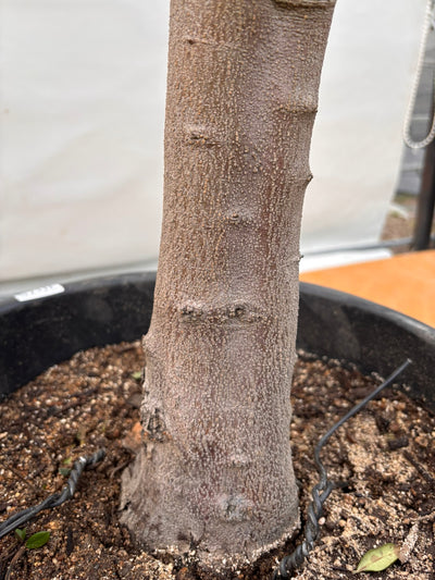 NEW【法人限定】ネバディロブランコ（オリーブの木）｜XLサイズ｜NO.2075｜約170cm｜人気・開帳型