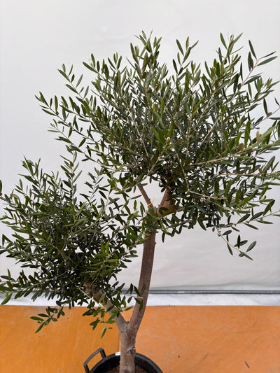 NEW【法人限定】ネバディロブランコ（オリーブの木）｜XLサイズ｜NO.2075｜約170cm｜人気・開帳型