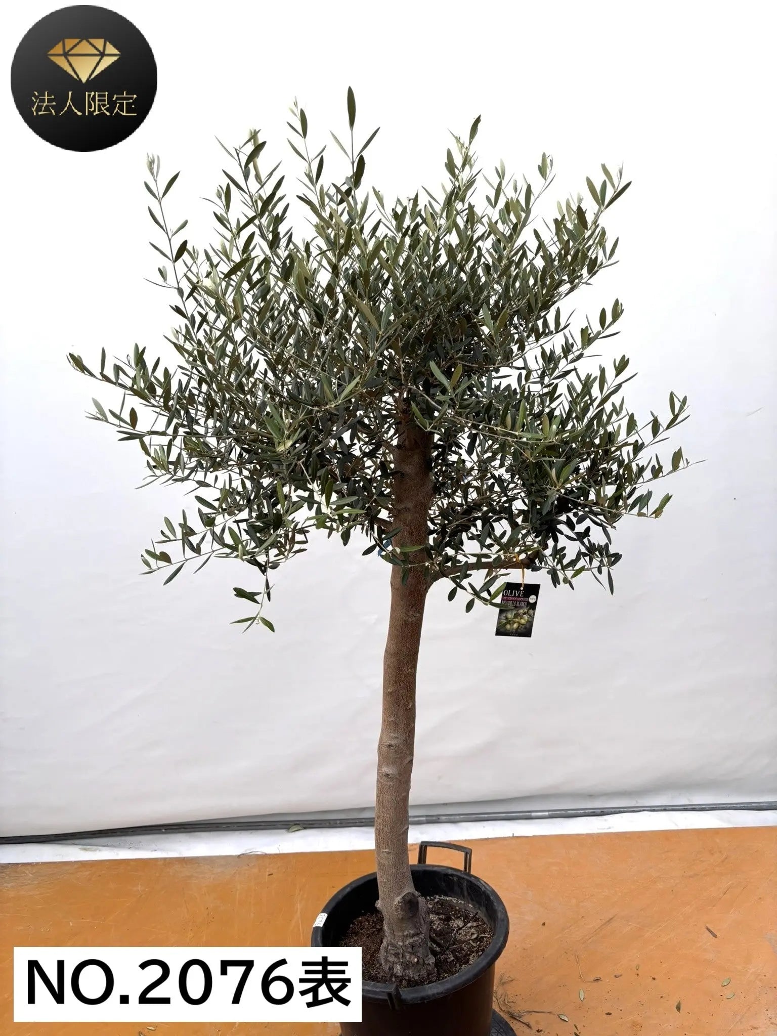 オリーブの木 ネバディロブランコ 10号 約95cm NO.711 人気 現品