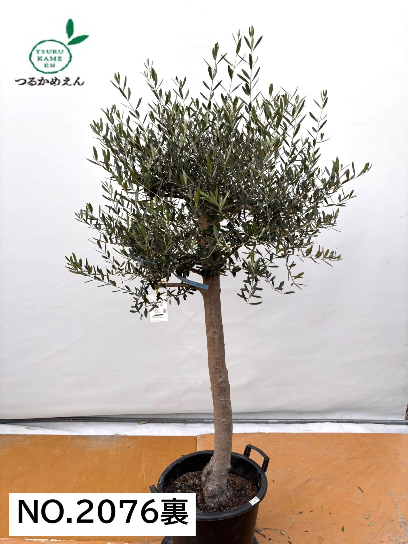 NEW【法人限定】ネバディロブランコ（オリーブの木）｜XLサイズ｜NO.2076｜約180cm｜人気・開帳型