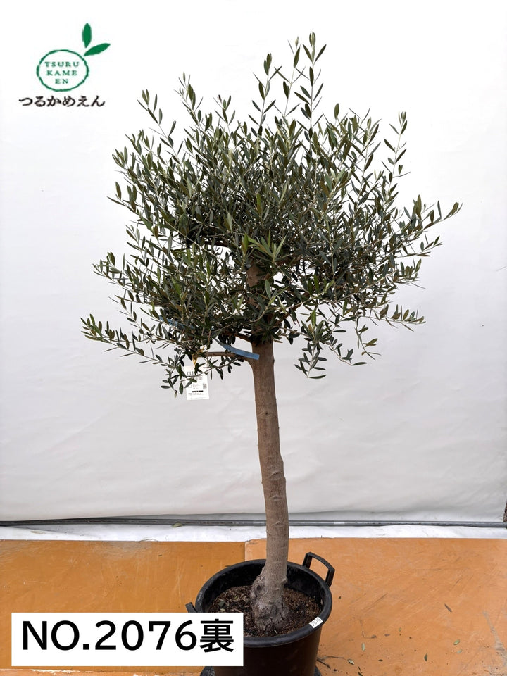 NEW【法人限定】ネバディロブランコ（オリーブの木）｜XLサイズ｜NO