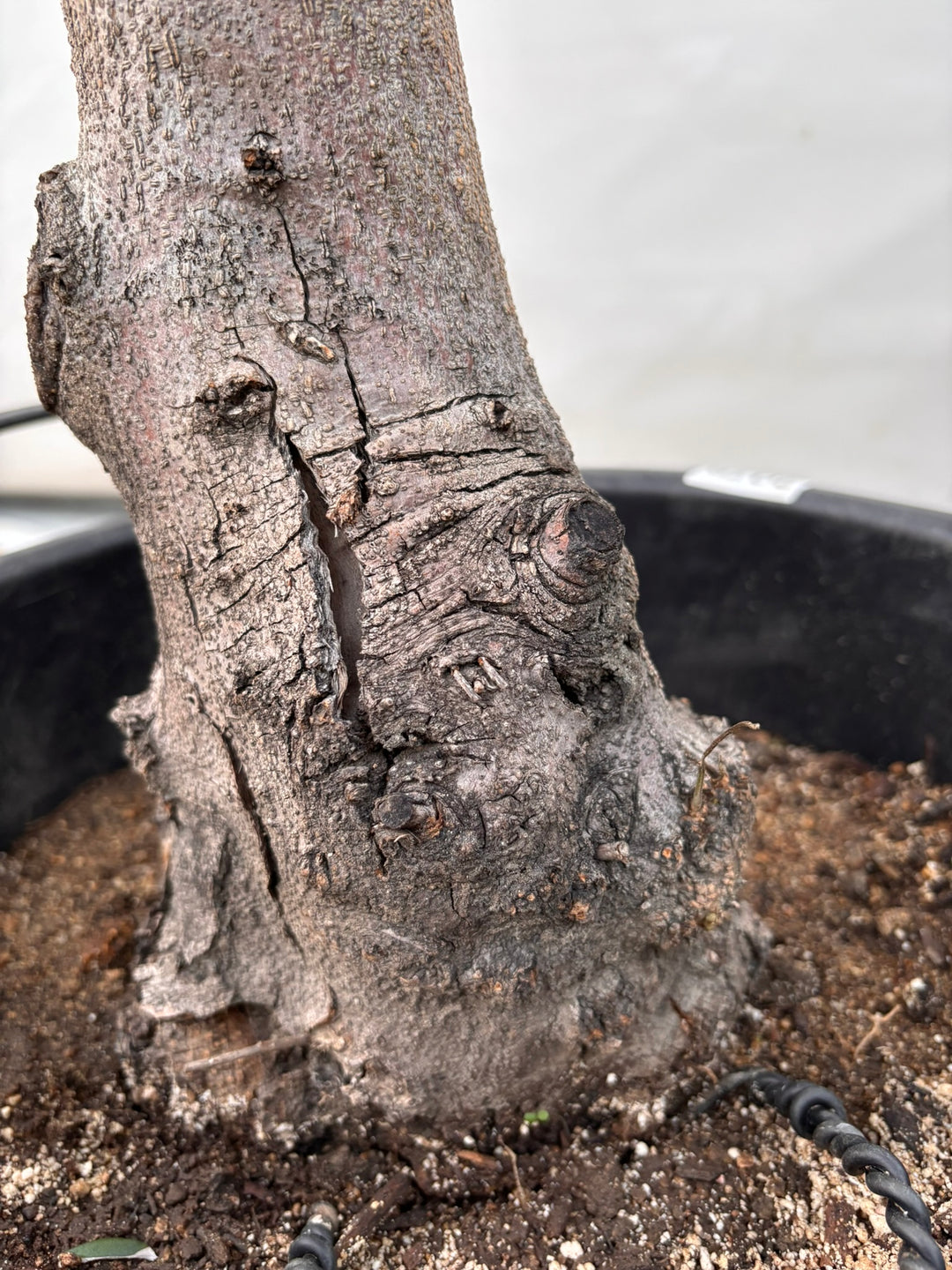 NEW【法人限定】ネバディロブランコ（オリーブの木）｜XLサイズ｜NO