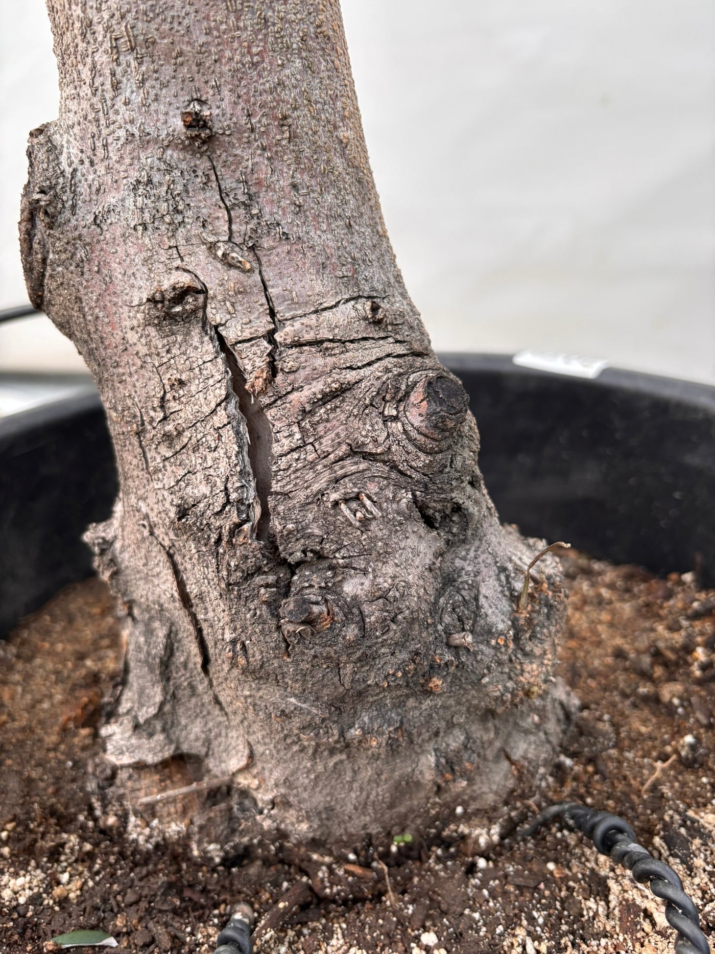 NEW【法人限定】ネバディロブランコ（オリーブの木）｜XLサイズ｜NO.2076｜約180cm｜人気・開帳型