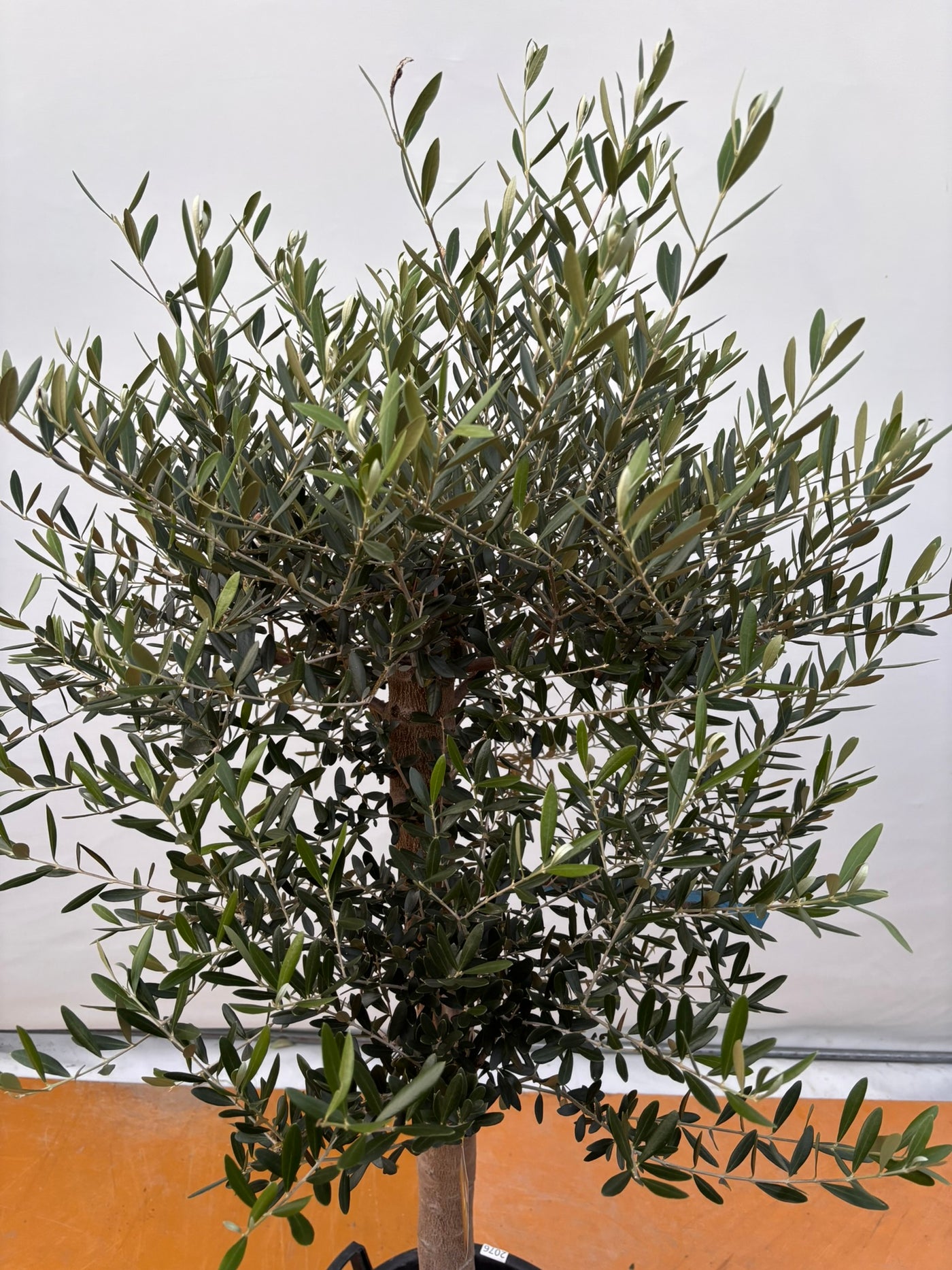 NEW【法人限定】ネバディロブランコ（オリーブの木）｜XLサイズ｜NO.2076｜約180cm｜人気・開帳型