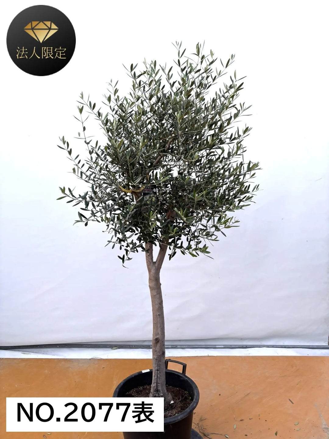 風格ある古木オリーブ - 株式会社鶴亀園