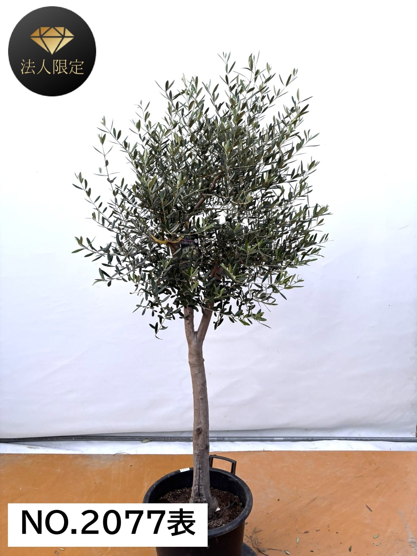 NEW【法人限定】ネバディロブランコ（オリーブの木）｜XLサイズ｜NO.2077｜約180cm｜人気・開帳型