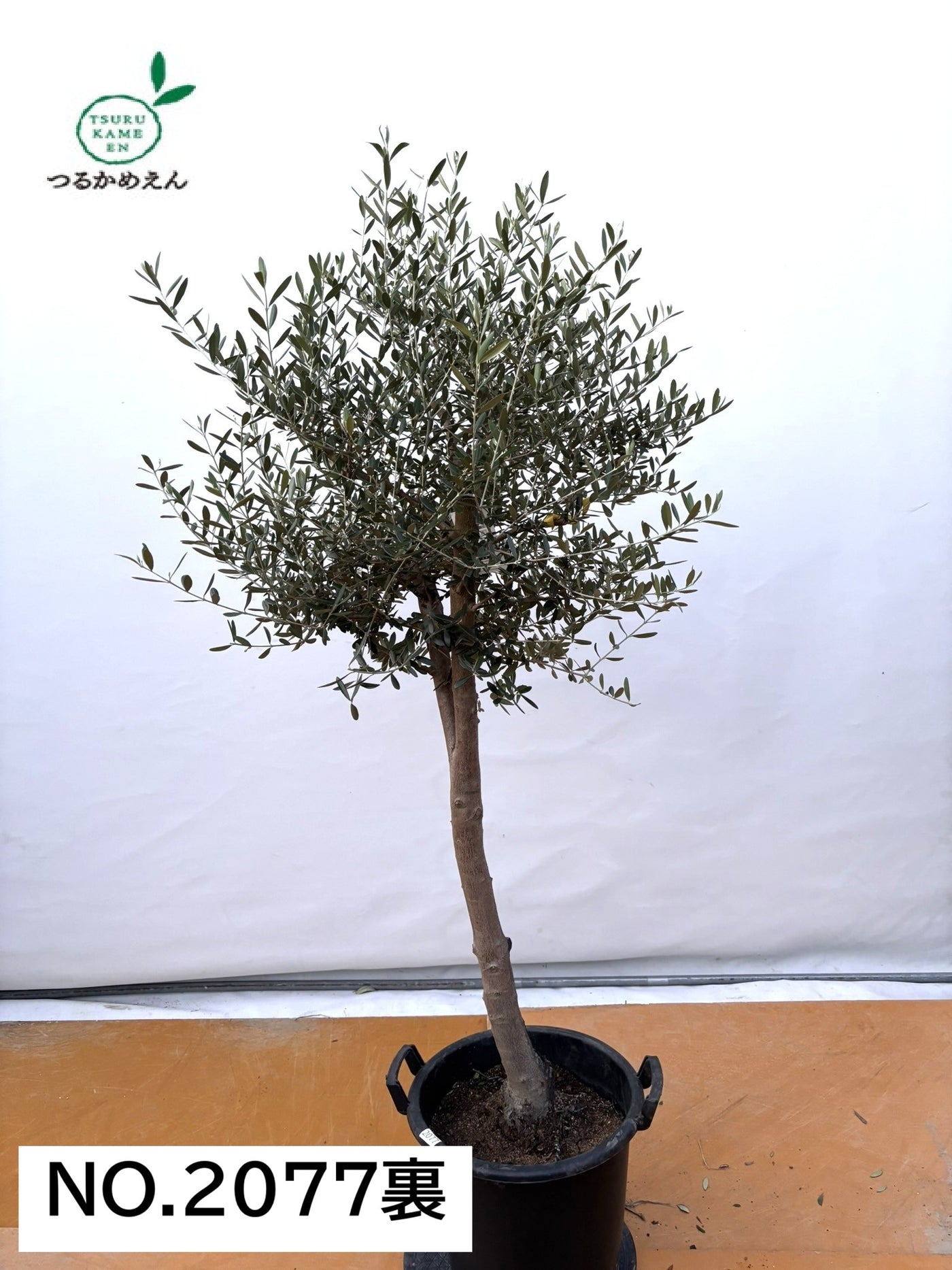 NEW【法人限定】ネバディロブランコ（オリーブの木）｜XLサイズ｜NO.2077｜約180cm｜人気・開帳型