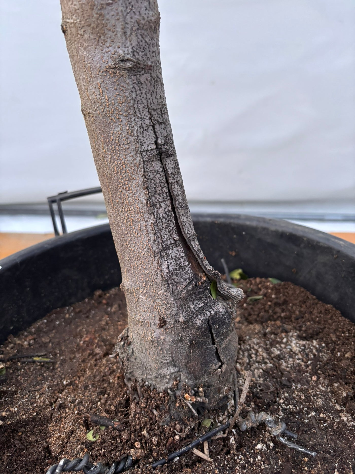 NEW【法人限定】ネバディロブランコ（オリーブの木）｜XLサイズ｜NO.2077｜約180cm｜人気・開帳型