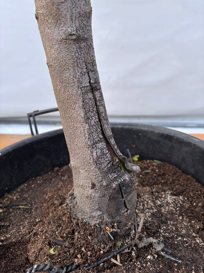 NEW【法人限定】ネバディロブランコ（オリーブの木）｜XLサイズ｜NO.2077｜約180cm｜人気・開帳型