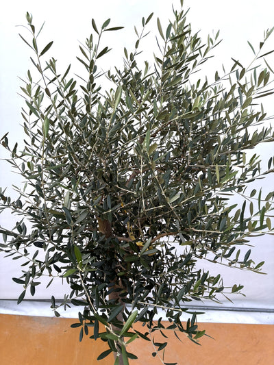 NEW【法人限定】ネバディロブランコ（オリーブの木）｜XLサイズ｜NO.2077｜約180cm｜人気・開帳型