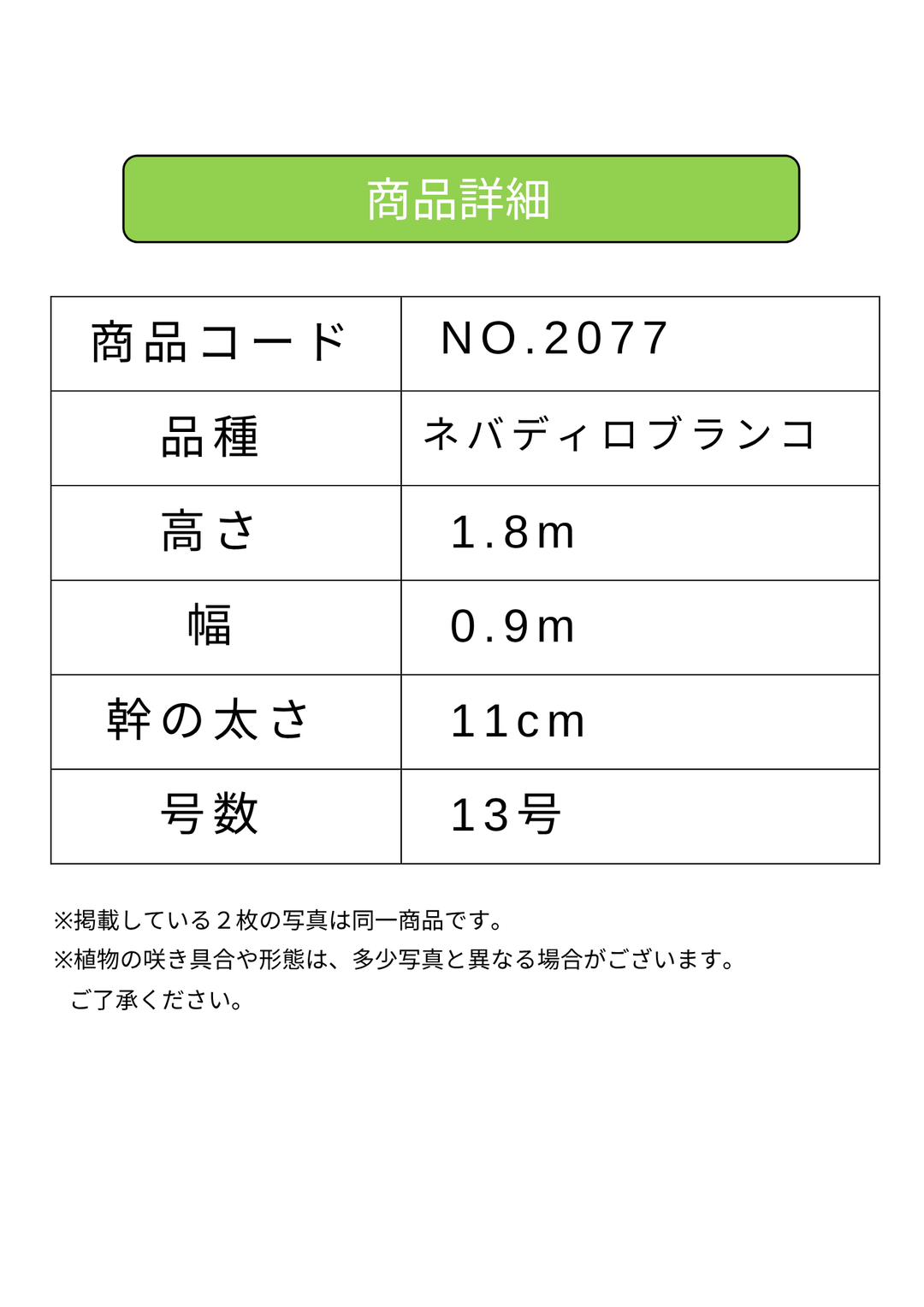 NEW【法人限定】ネバディロブランコ（オリーブの木）｜XLサイズ｜NO