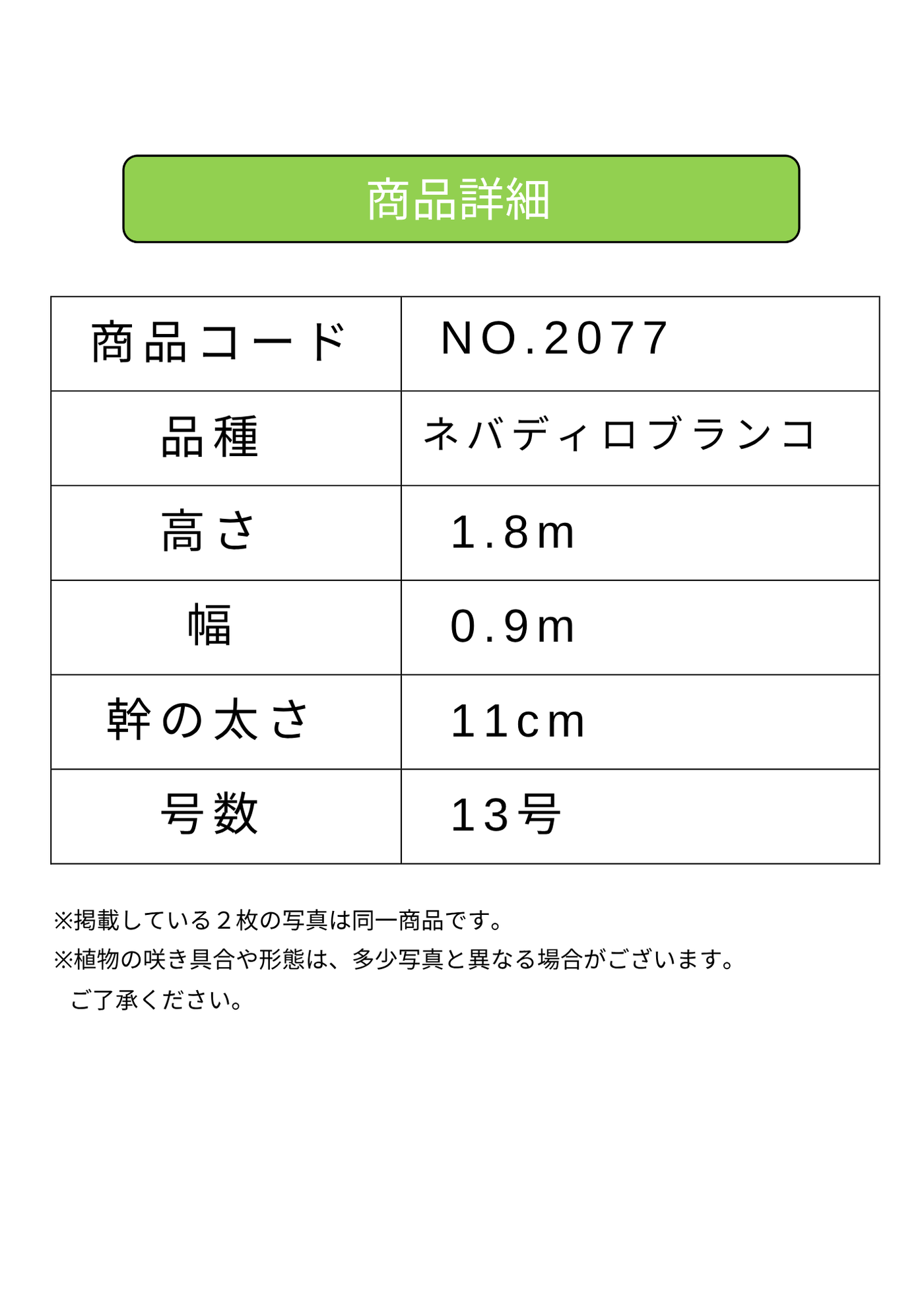 NEW【法人限定】ネバディロブランコ（オリーブの木）｜XLサイズ｜NO.2077｜約180cm｜人気・開帳型