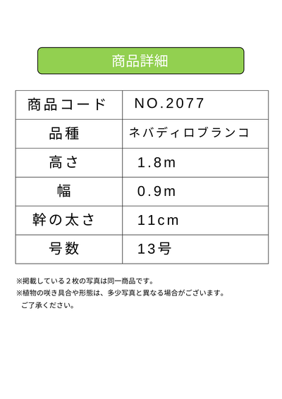 NEW【法人限定】ネバディロブランコ（オリーブの木）｜XLサイズ｜NO.2077｜約180cm｜人気・開帳型
