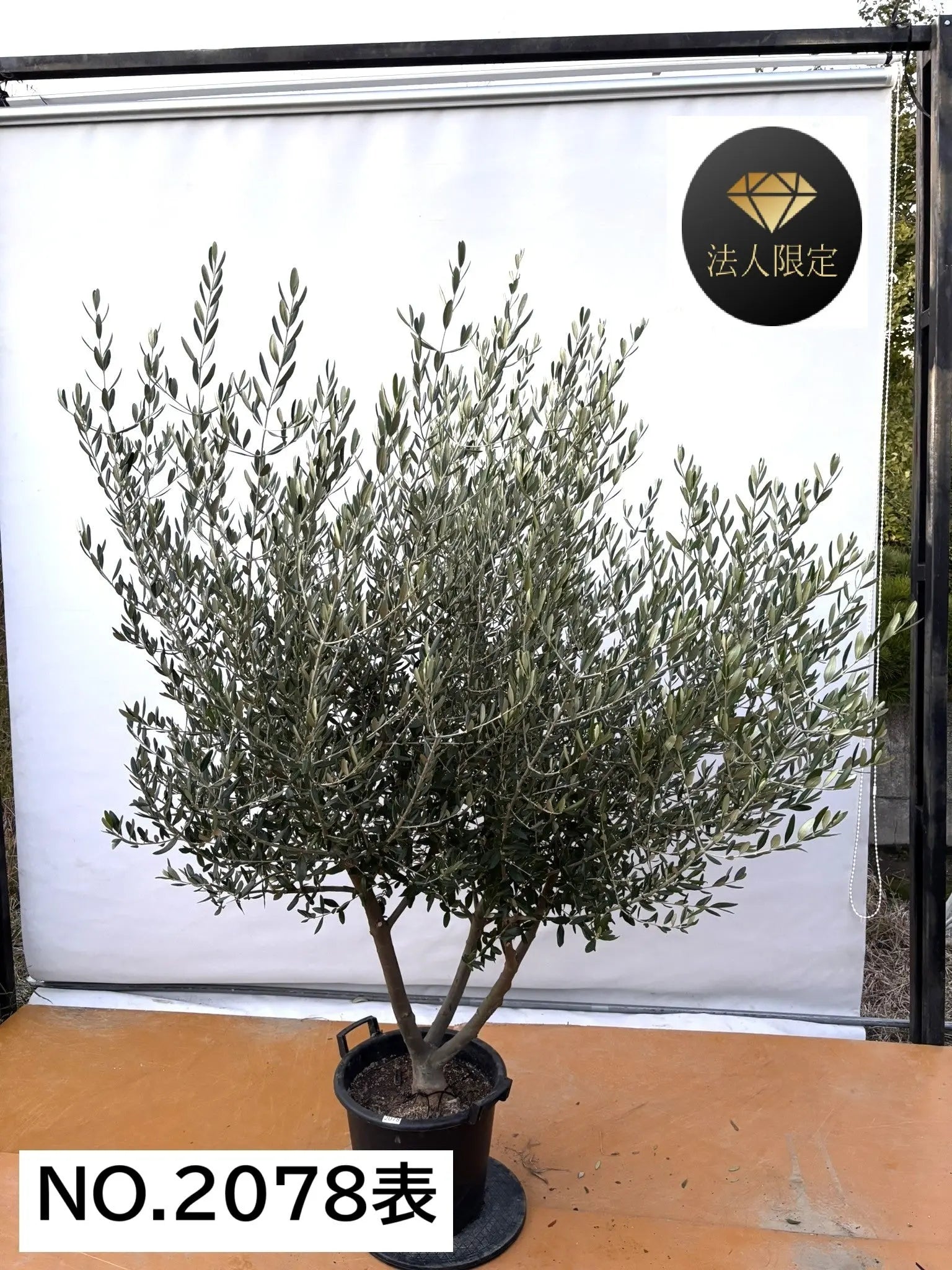 オリーブ苗木一覧 - 株式会社鶴亀園