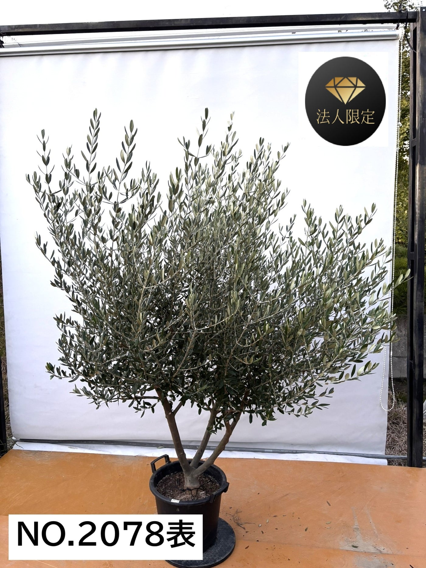 オリーブの木　ルッカ NEW【法人限定】ルッカ（オリーブの木）｜XLサイズ｜NO.2078｜約210cm