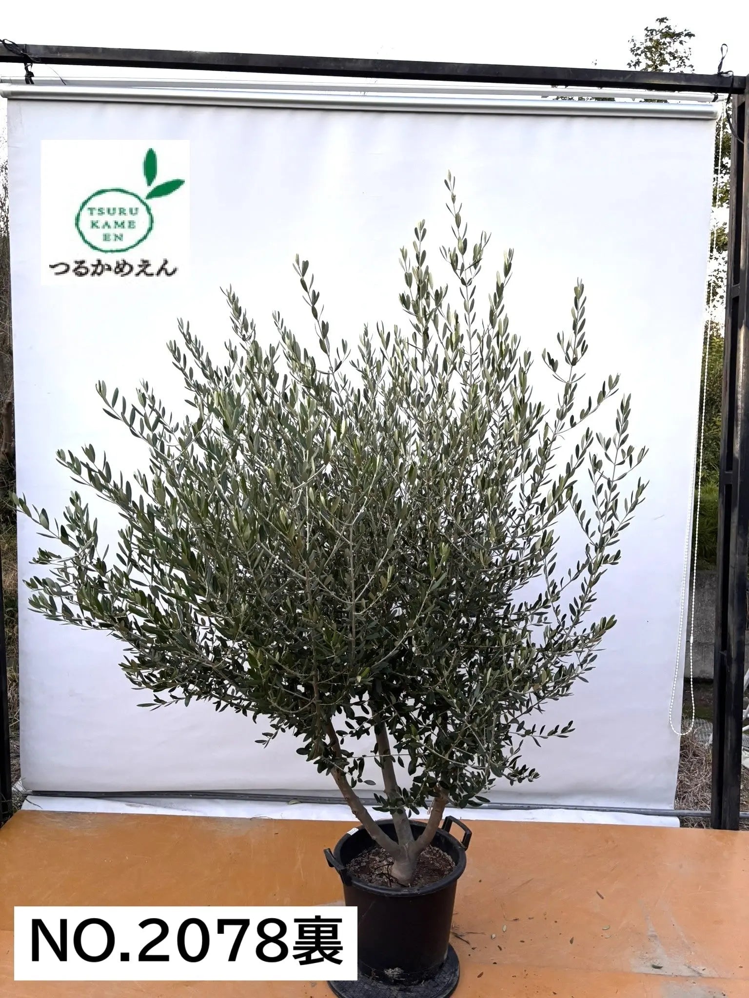 オリ-ブ（ルッカ）大きいサイズ NEW【法人限定】ルッカ（オリーブの木）｜XLサイズ｜NO.2078｜約210cm