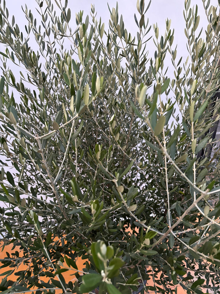 極太　オリーブの木　ルッカ NEW【法人限定】ルッカ（オリーブの木）｜XLサイズ｜NO.2078｜約210cm