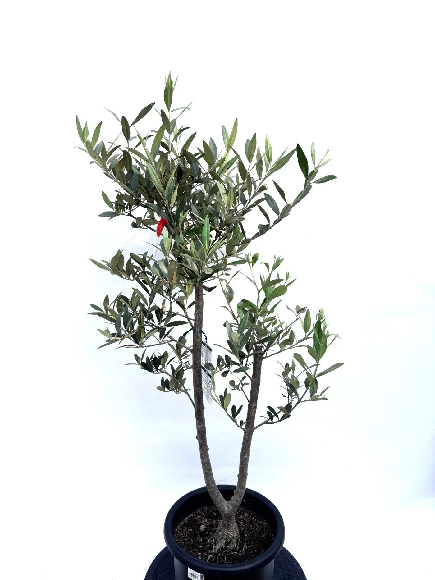 NEWひなかぜ（オリーブの木）｜Mサイズ｜K-210｜約120cm｜初心者向き・目隠し・直立型｜ 株式会社鶴亀園