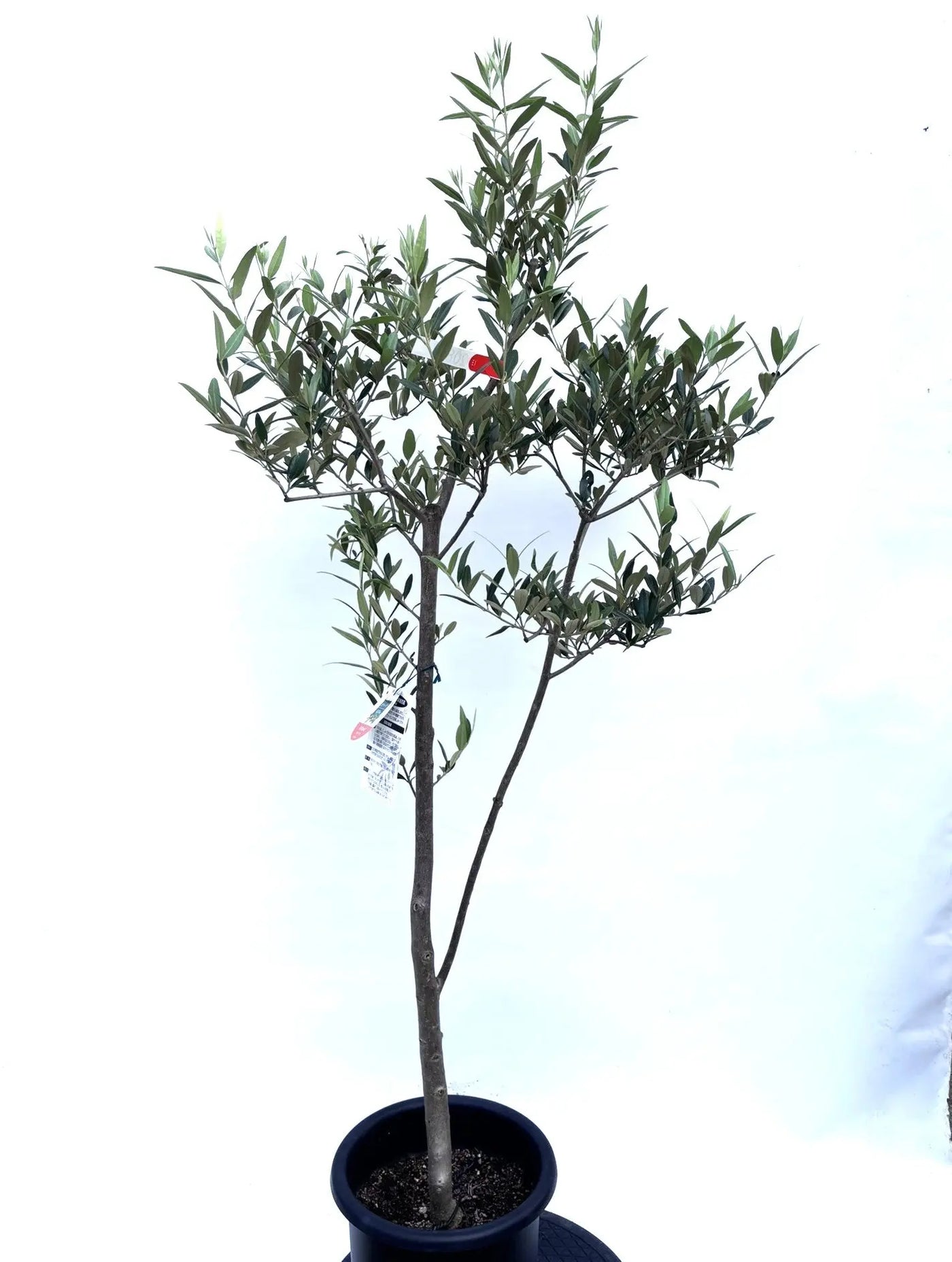 NEWひなかぜ（オリーブの木）｜Mサイズ｜K-211｜約150cm｜初心者向き・目隠し・直立型｜ 株式会社鶴亀園