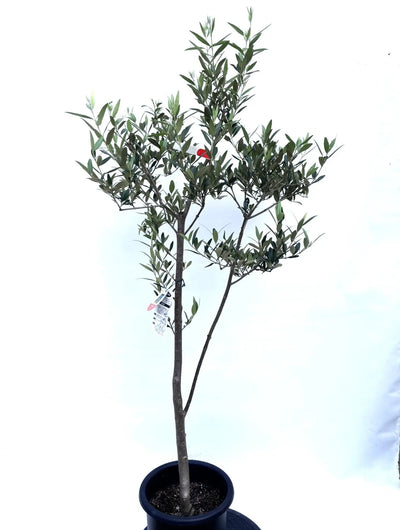 NEWひなかぜ（オリーブの木）｜Mサイズ｜K-211｜約150cm｜初心者向き・目隠し・直立型｜ 株式会社鶴亀園