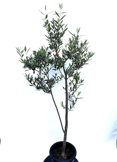 NEWひなかぜ（オリーブの木）｜Mサイズ｜K-211｜約150cm｜初心者向き・目隠し・直立型｜ 株式会社鶴亀園