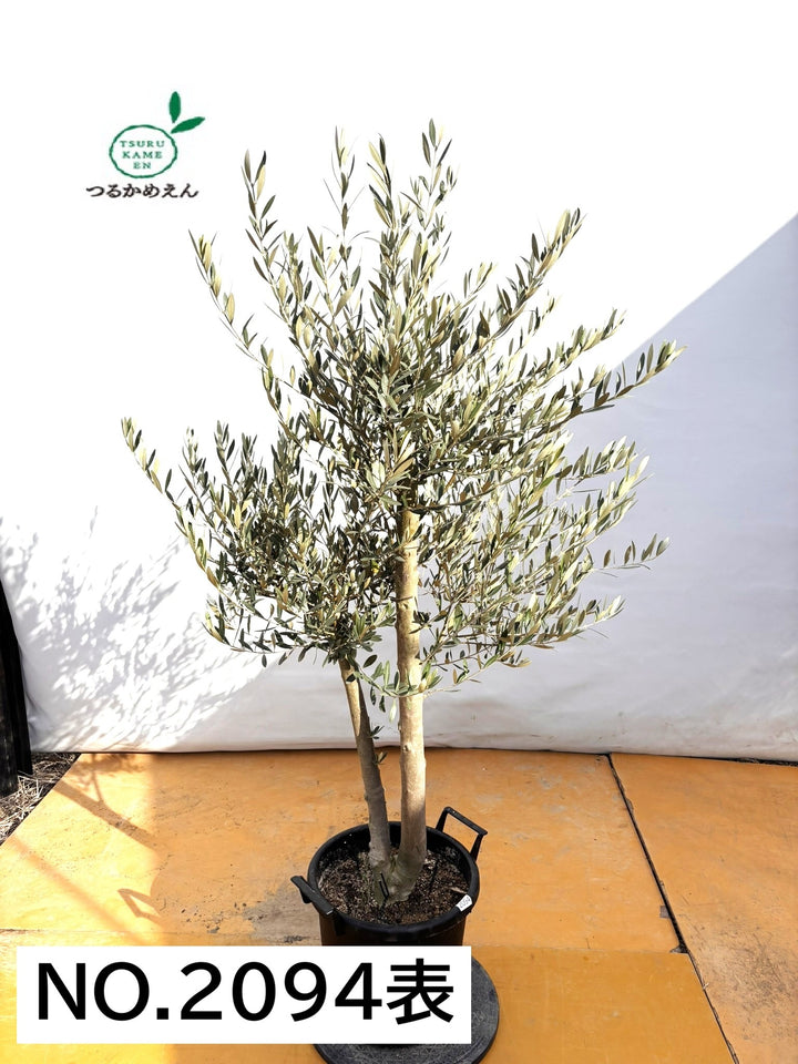 NEWミッション（オリーブの木）｜XLサイズ｜NO.2094｜約180cm｜人気